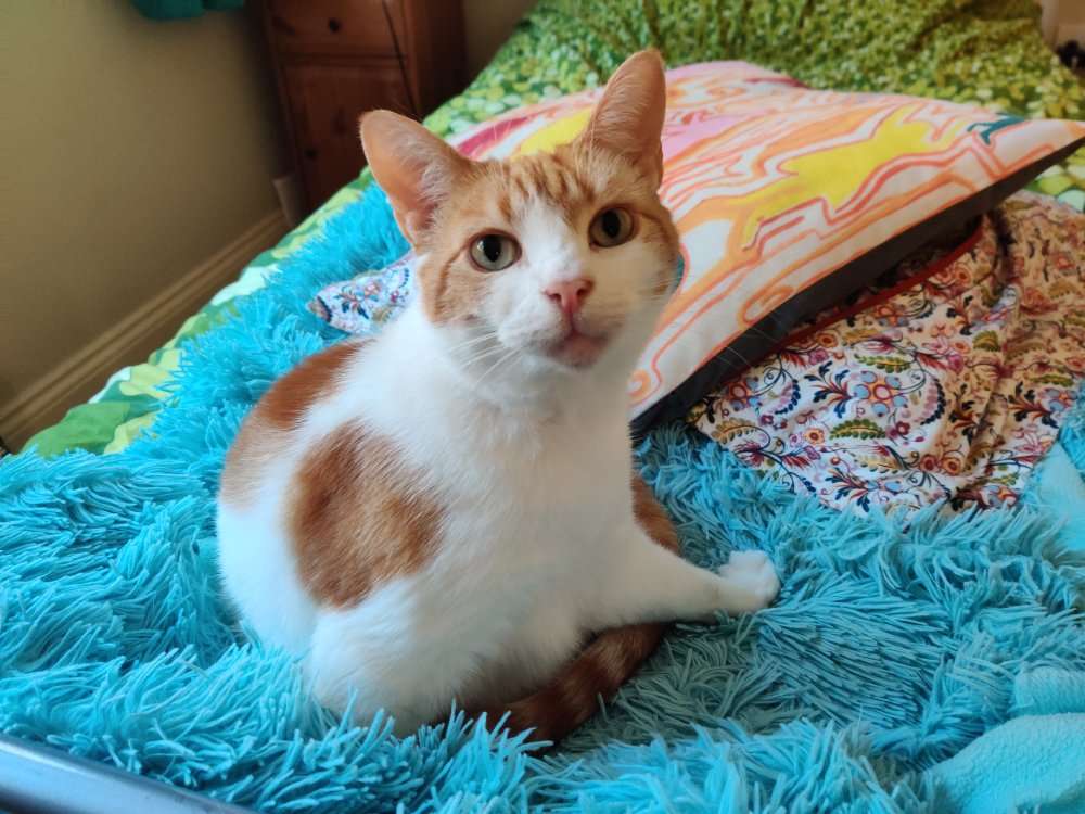 Ginger and white cat sitting on blue fluffy blanket beside patterned pillows