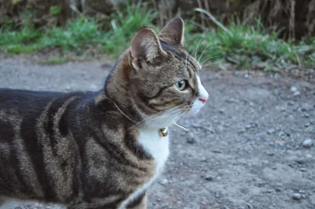 Tabby and white cat wearing a bell collar sitting on gravel path