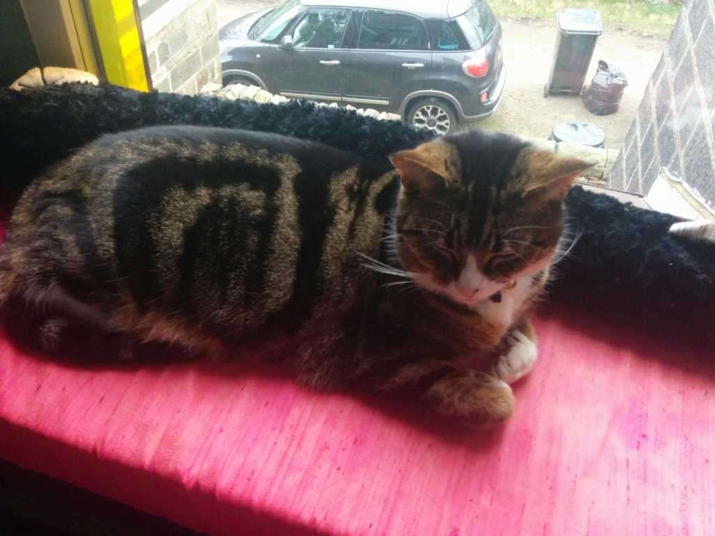 Tabby cat lying on a pink windowsill with a dark car visible outside