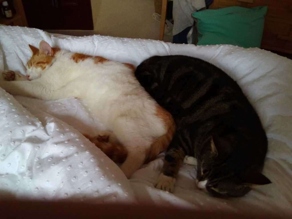 Two cats, one ginger and white, one tabby, sleeping curled together on white bedding