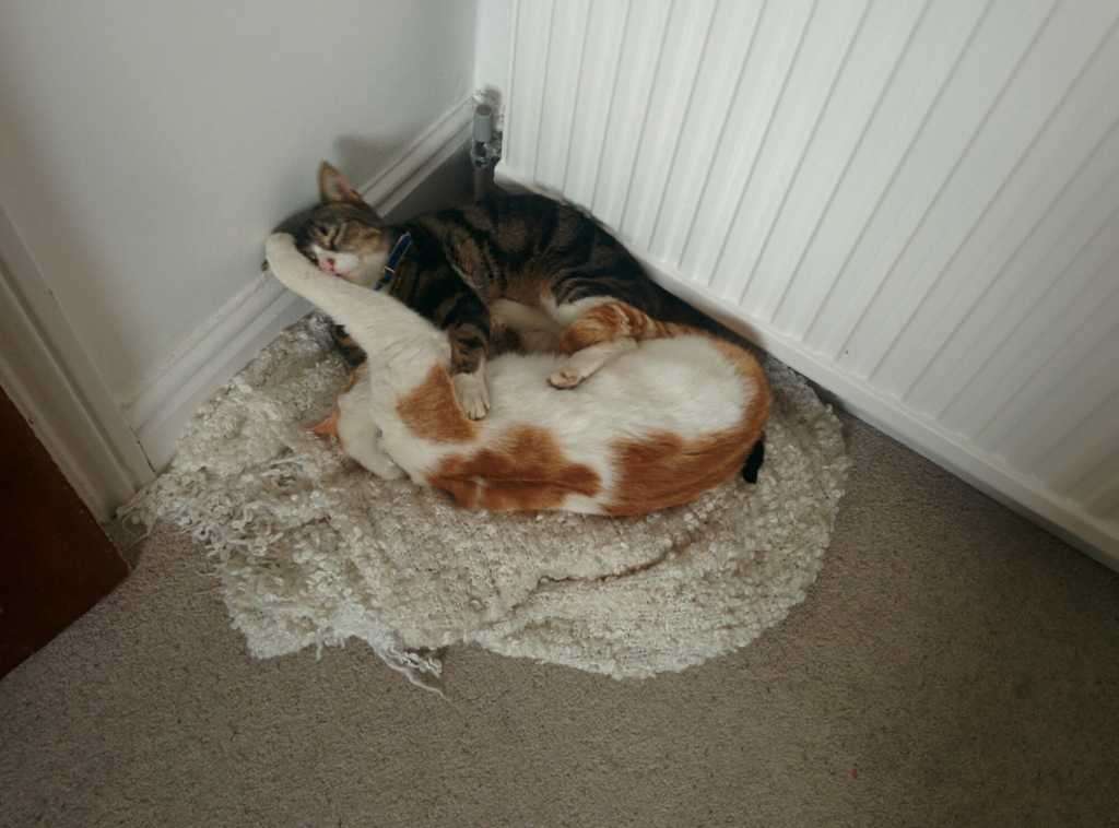 Two cats, one tabby, one ginger and white, curled together on a shaggy rug beside a radiator