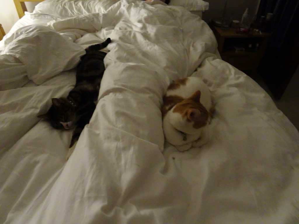 George and Gilbert indoors in February 2019