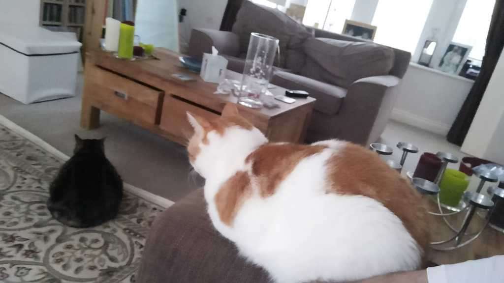 George and Gilbert indoors in February 2019
