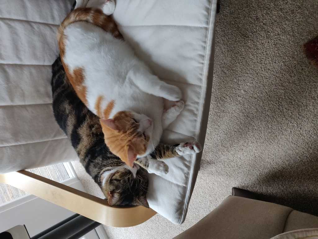George and Gilbert indoors in February 2019