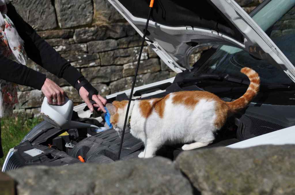 Ginger and white cat standing inside open car engine bay beside person pouring fluid