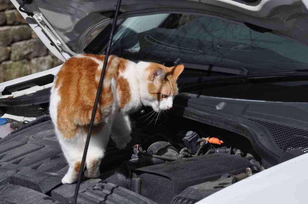 Ginger and white cat standing on car engine bay with bonnet raised