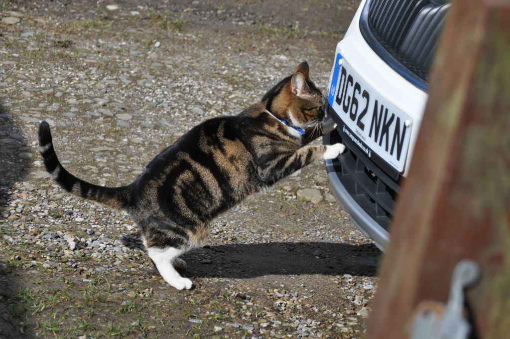 Tabby cat wearing blue collar, standing up against white car bumper on gravel