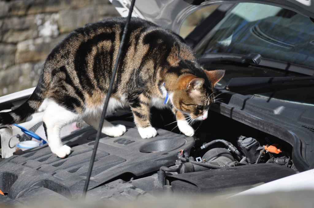 Tabby cat standing on open car engine bay, looking down into it