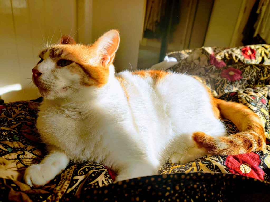 Ginger and white cat lounging on a floral patterned bedspread, gazing to the left