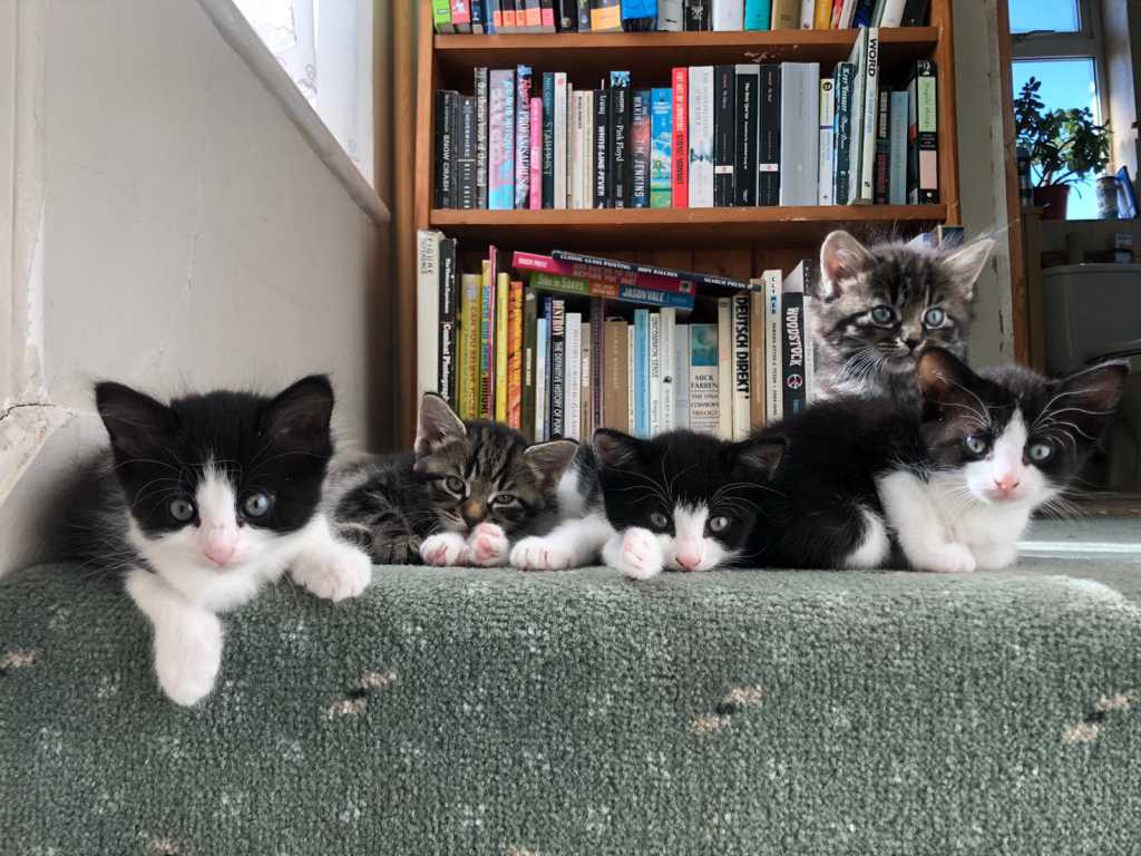Five kittens on a carpeted stair step in front of a bookcase