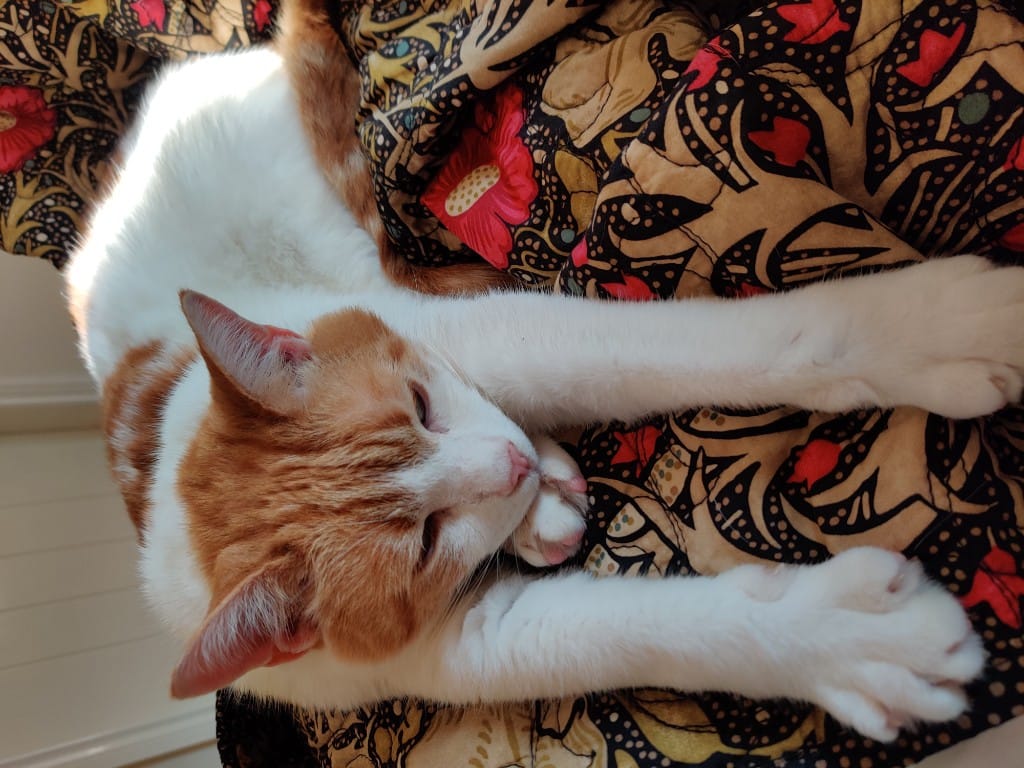 Ginger and white cat sleeping on a patterned blanket
