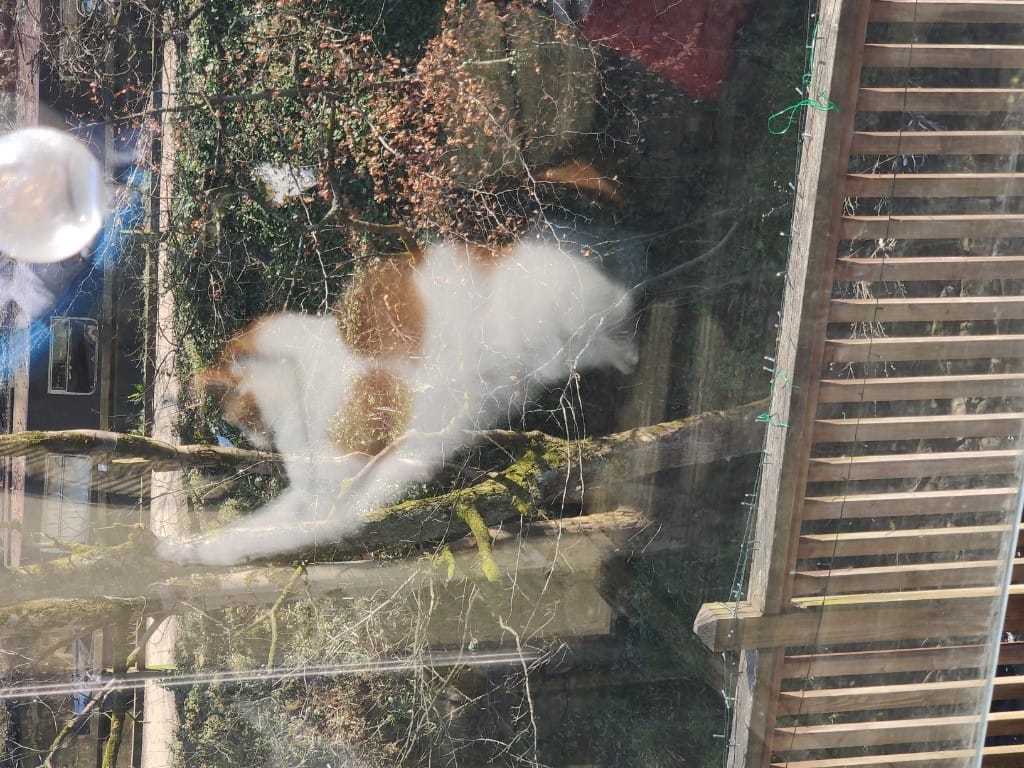 Cat climbing a tree seen through a window with reflections