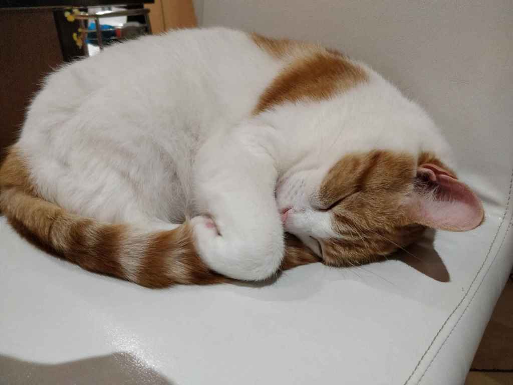 Ginger and white cat curled up asleep on white leather seat
