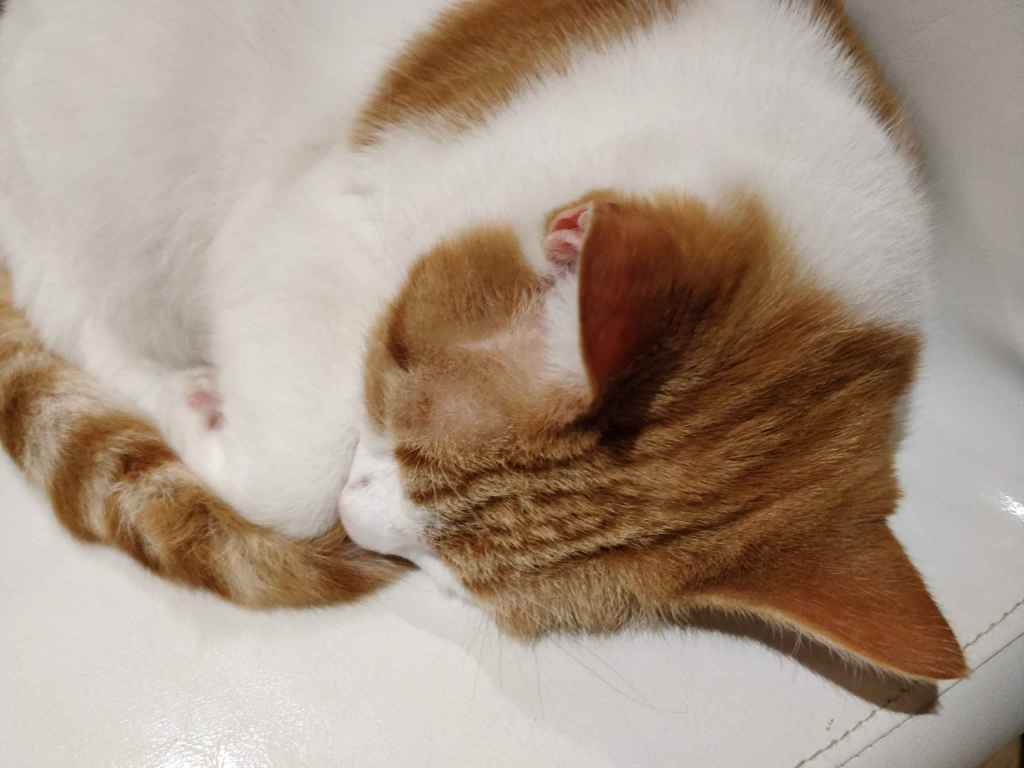 Ginger and white cat curled up asleep on a white surface