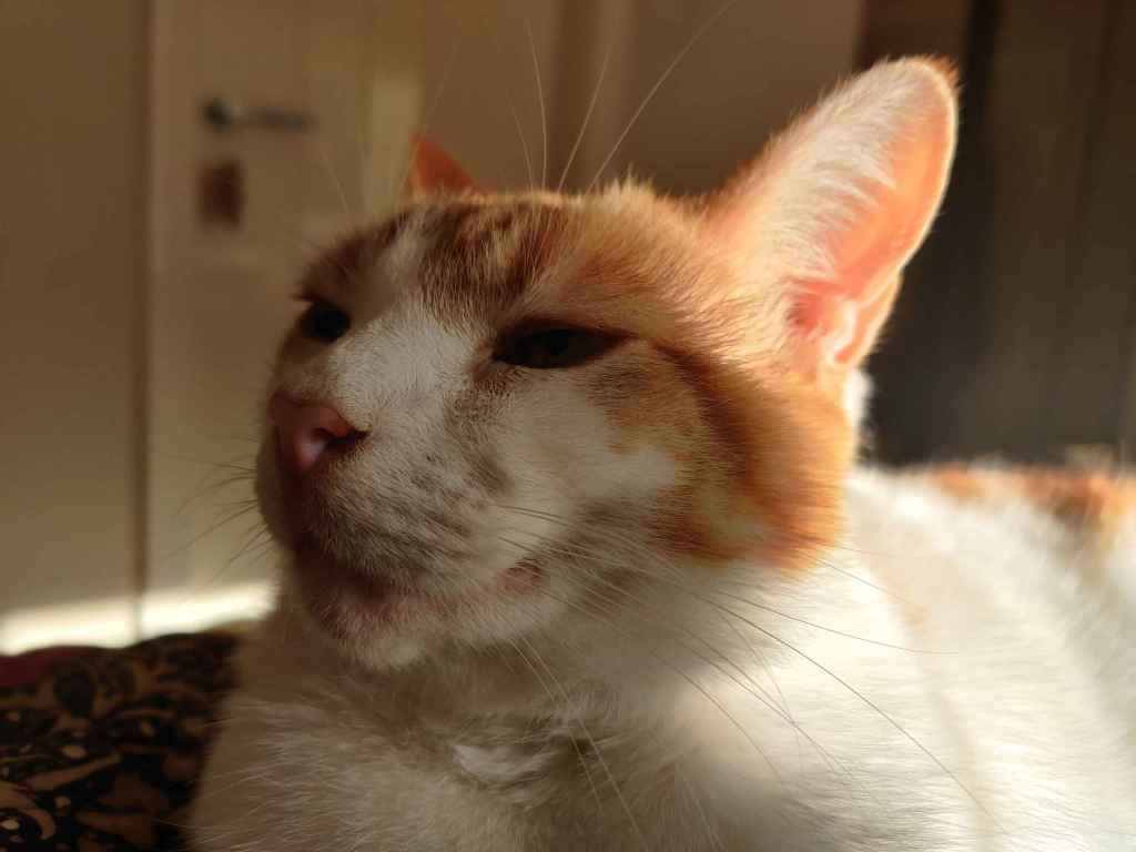 Ginger and white cat facing left with eyes half-closed in sunlight