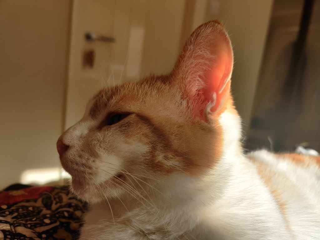Ginger and white cat in profile facing left, indoors near a door