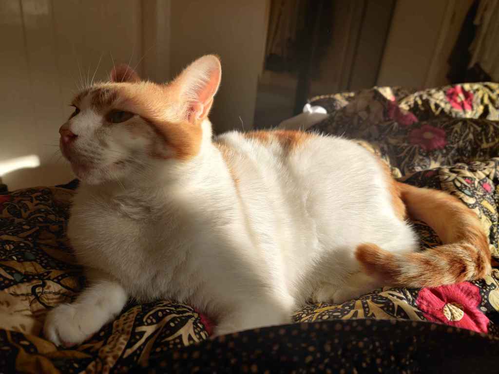 Ginger and white cat lying on a patterned duvet in sunlight