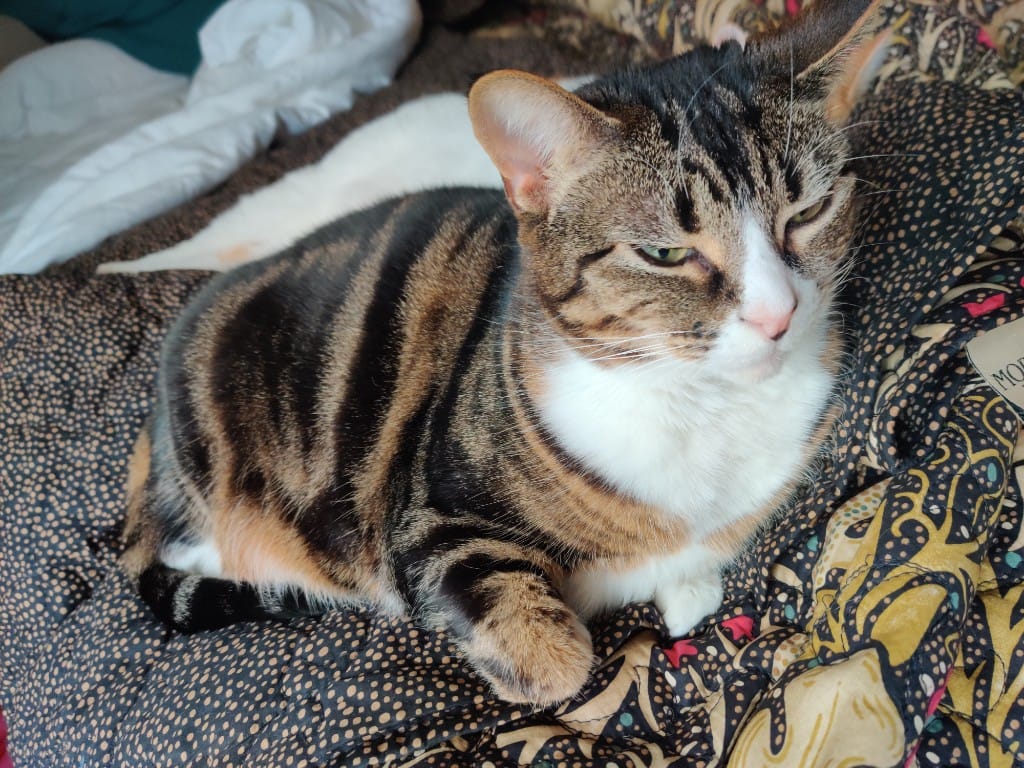 Tabby cat with white chest rests on patterned blanket