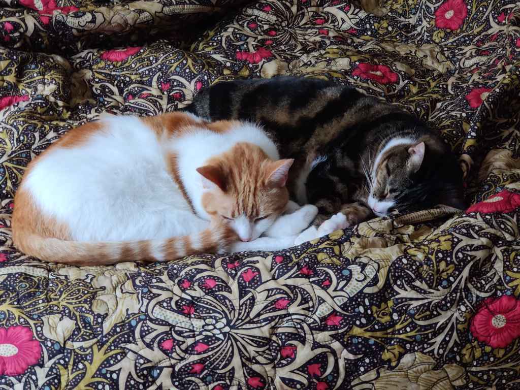 Two cats sleeping curled up together on a patterned blanket