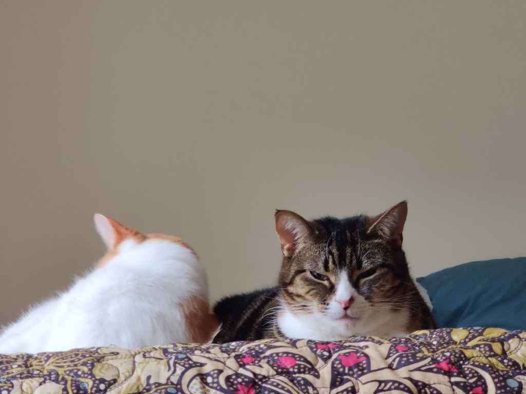 Two cats resting on a patterned blanket with a blue pillow