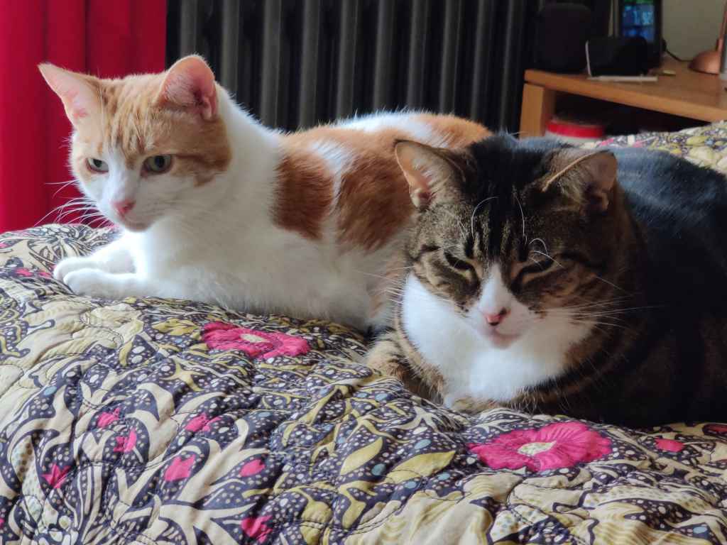 Two cats resting on a patterned quilt
