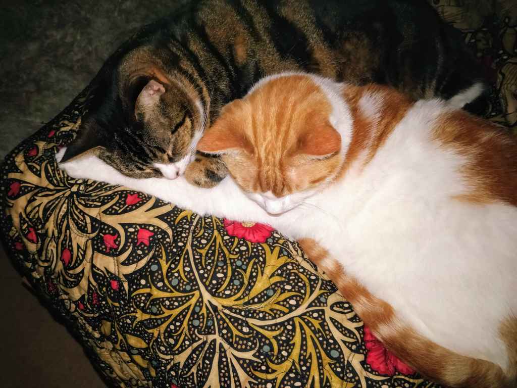 Two cats, one tabby and white, one ginger and white, sleeping together on patterned cushion