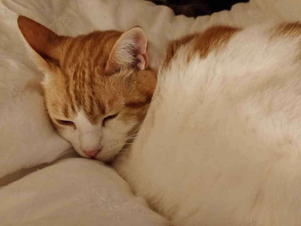 Ginger and white cat sleeping curled up on a soft blanket
