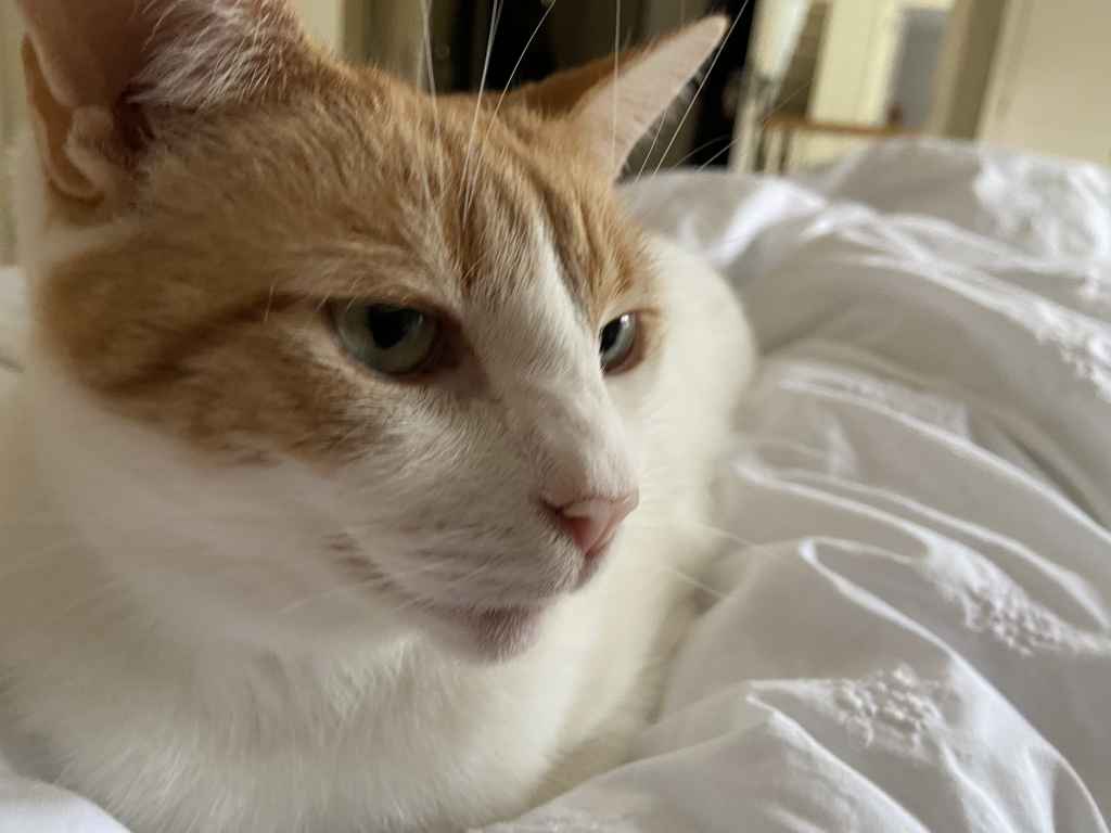 Ginger and white cat sitting on a black tarp by a snowy window