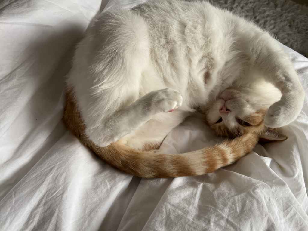 Ginger and white cat sitting on a black tarp by a snowy window
