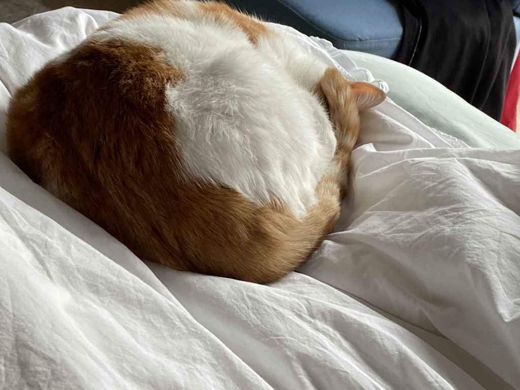 Ginger and white cat sitting on a black tarp by a snowy window