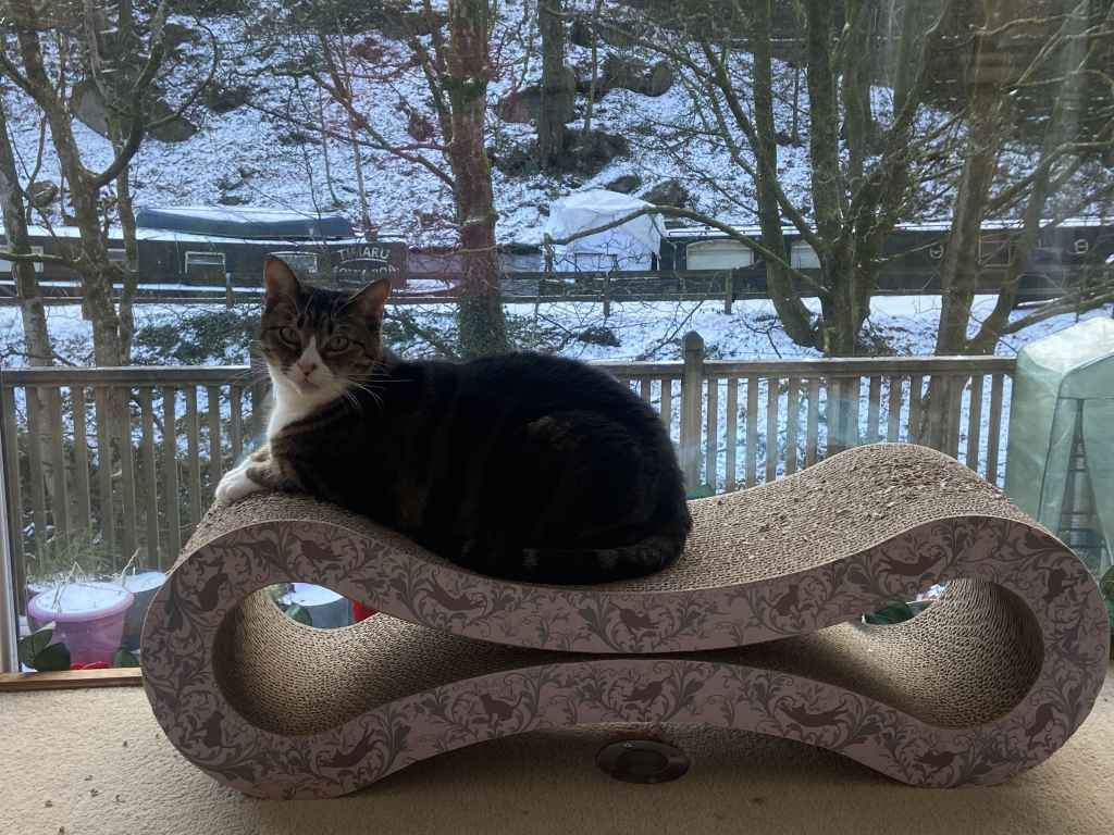 Ginger and white cat sitting on a black tarp by a snowy window