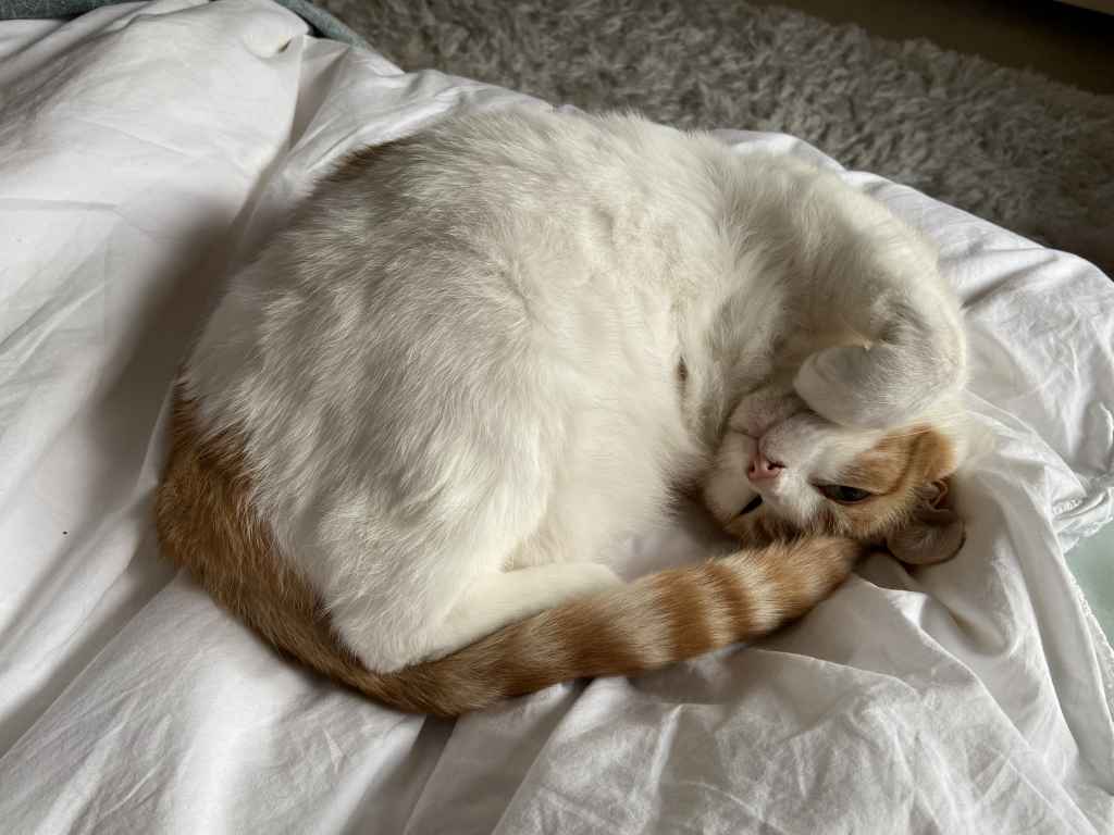 Ginger and white cat sitting on a black tarp by a snowy window