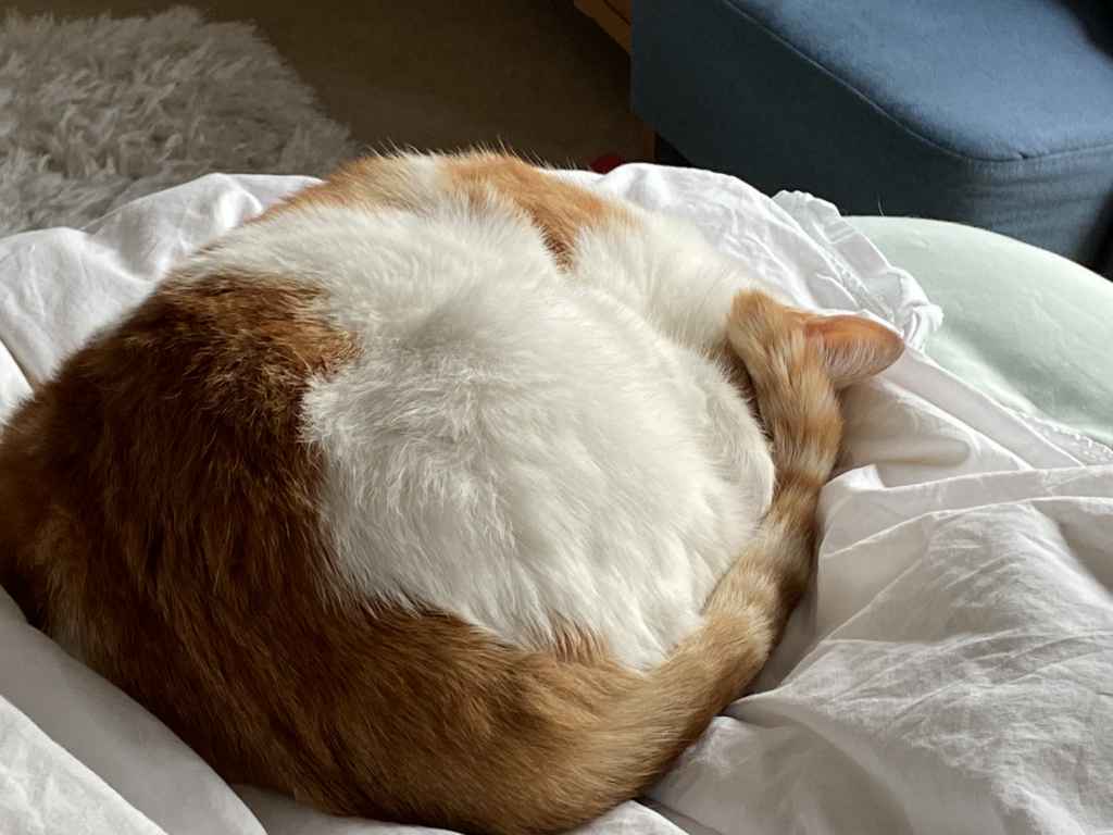 Ginger and white cat sitting on a black tarp by a snowy window