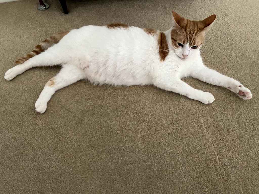 Ginger cat sprawled on its back wrapped in a cream blanket