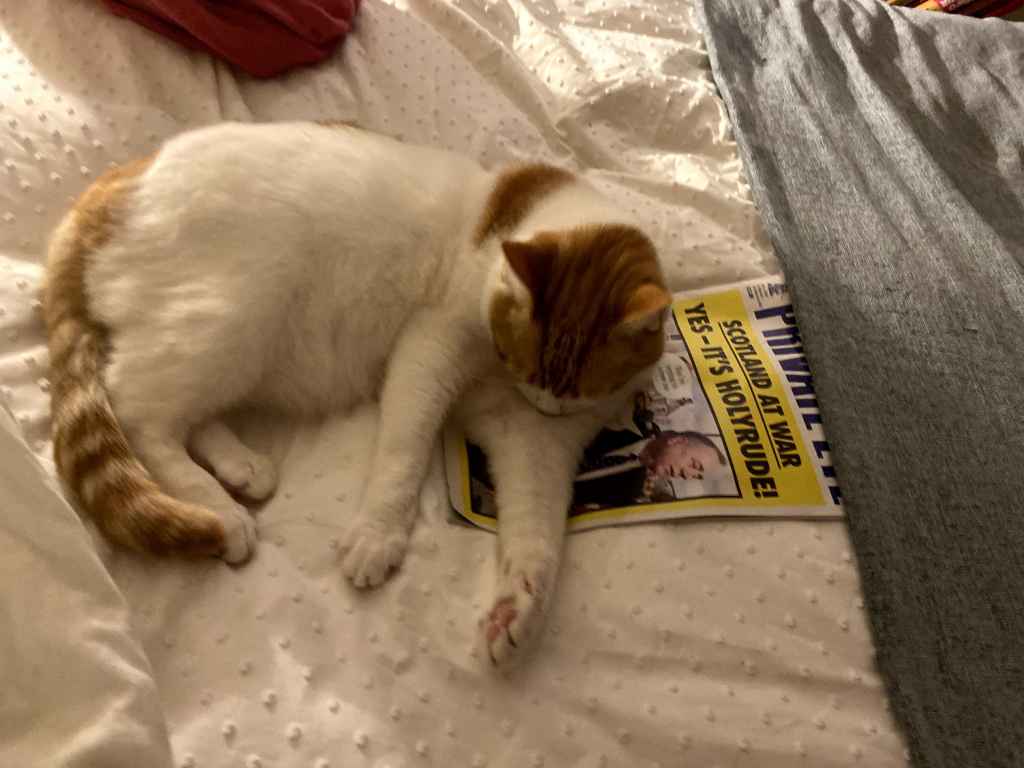Ginger and white cat lying on a bed beside a copy of Private Eye