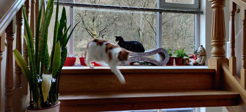 Two cats, one ginger and white, one dark tabby, on a wooden windowsill with bare trees beyond