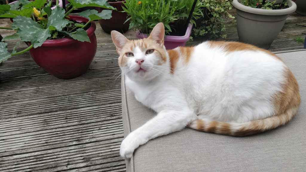 Ginger and white cat standing on a wooden deck