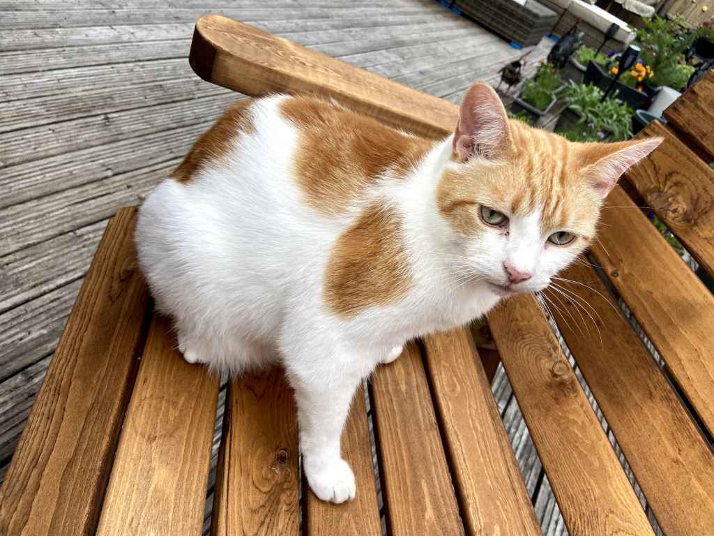 Ginger and white cat seated on wooden garden bench with paws tucked under