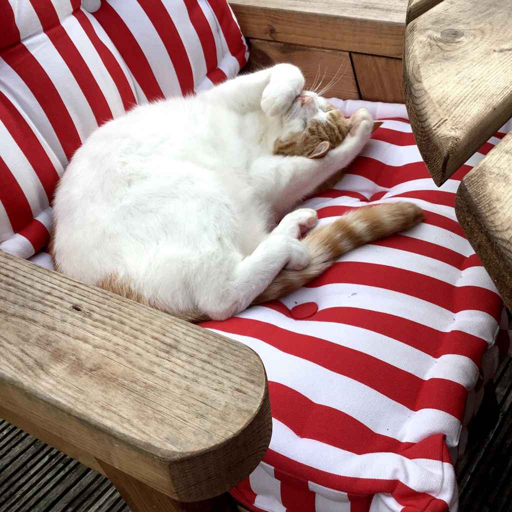 Ginger and white cat curled up asleep on red and white striped garden chair cushion