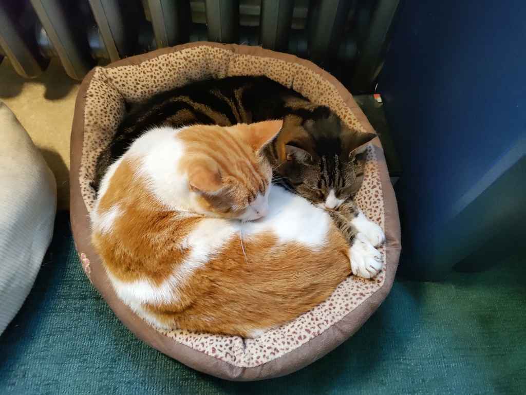 Ginger and white cat resting on a red chair with a black cushion