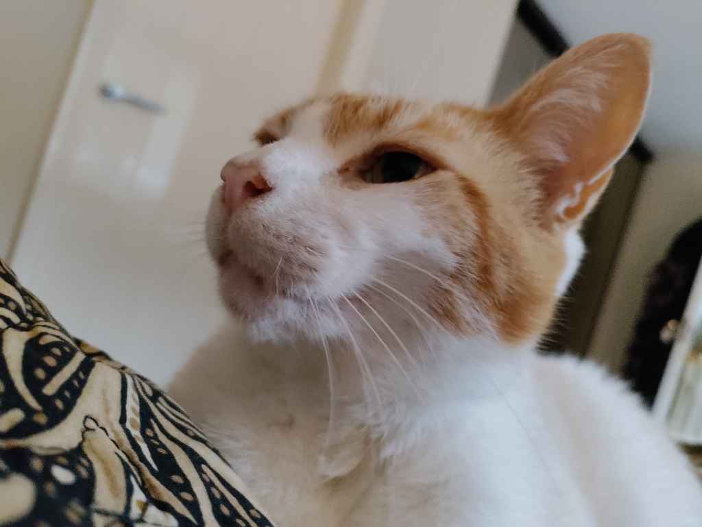 Ginger and white cat resting on a red chair with a black cushion