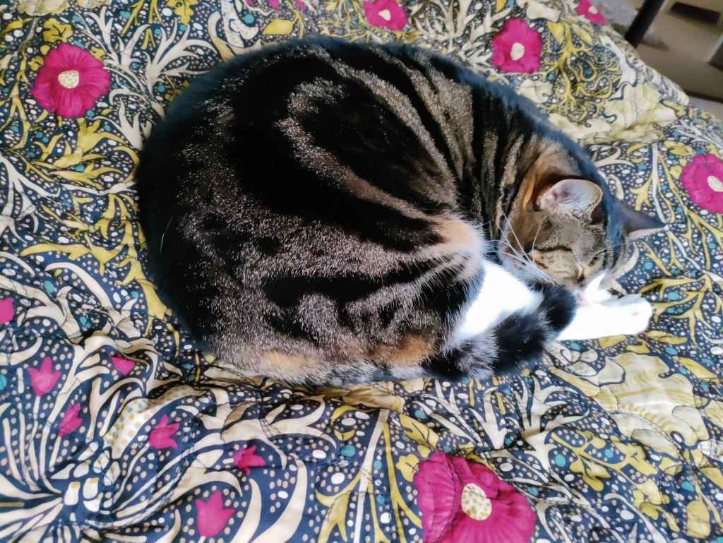 Tabby and white cat curled up asleep on floral patterned bedding