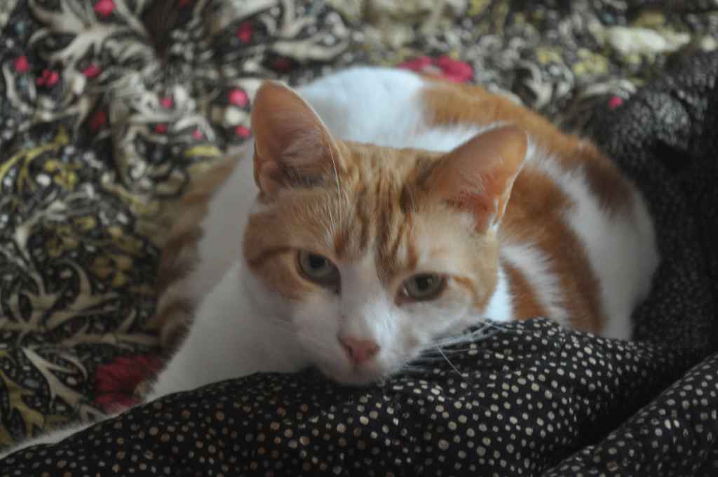 Tabby cat sleeping on a patterned blanket