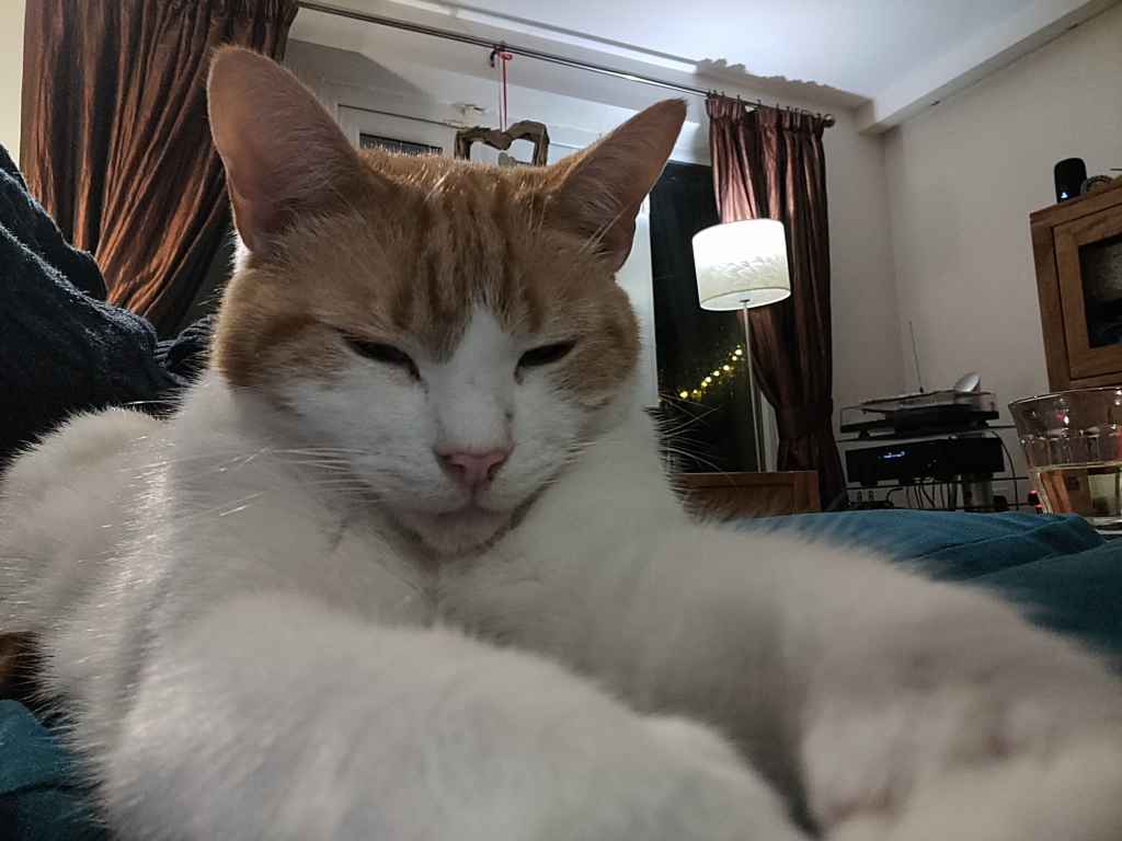 Ginger and white cat sitting on a textured couch beside a blue blanket