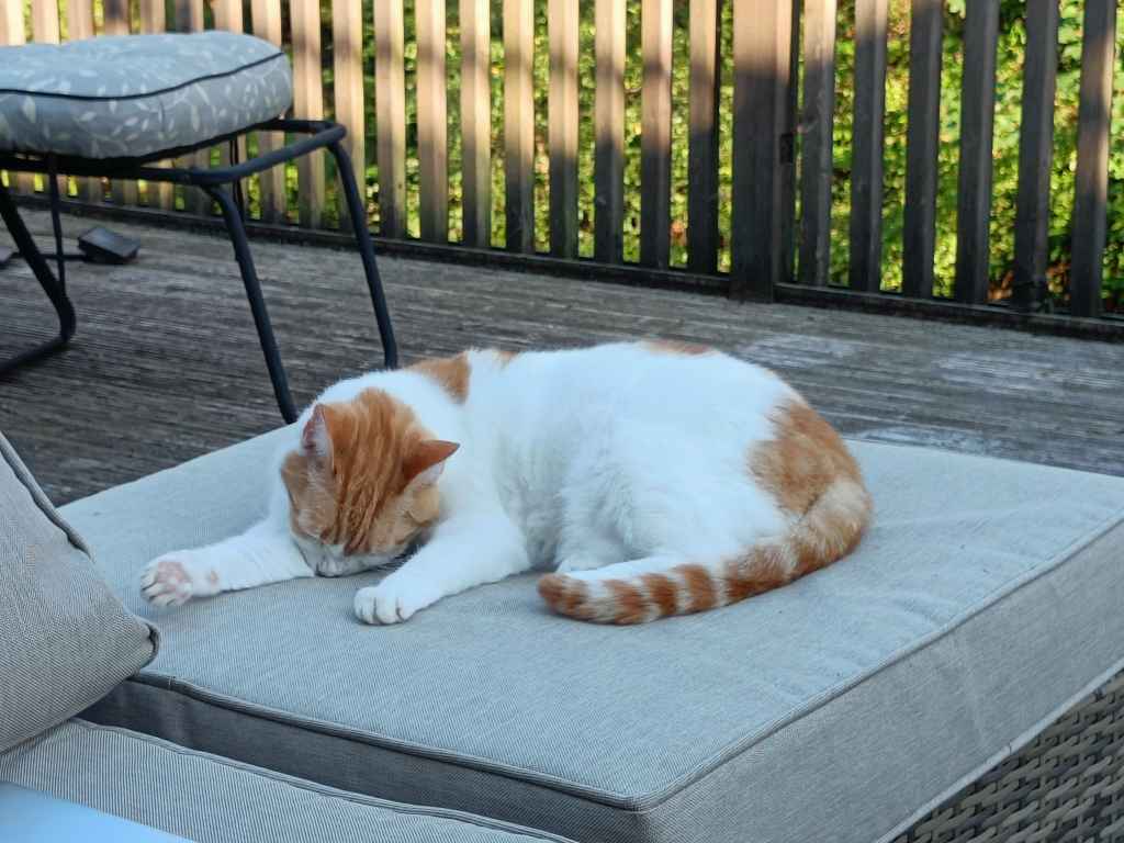 Ginger and white cat curled up asleep on grey outdoor lounger cushion