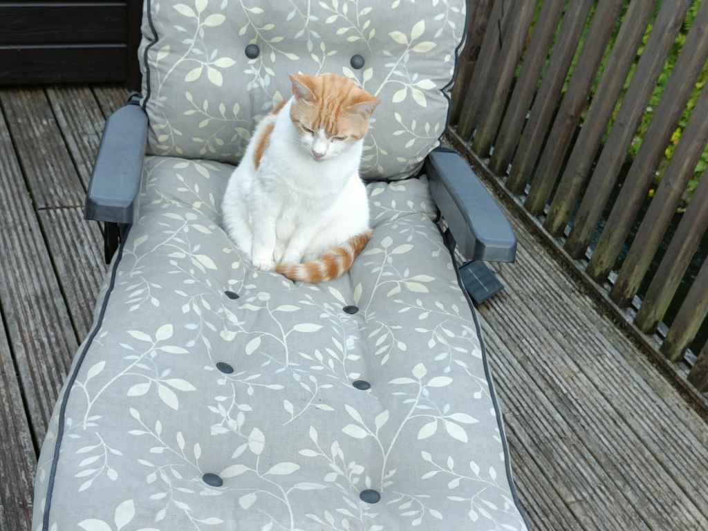 Tabby cat sleeping peacefully on a floral outdoor cushion