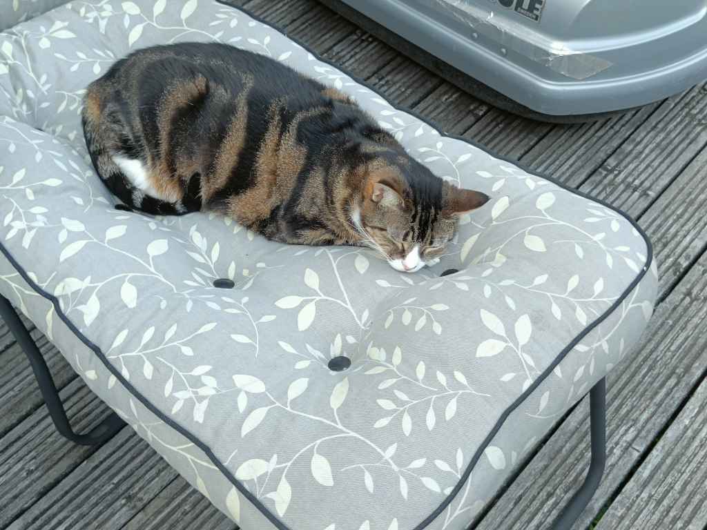 Tabby cat curled up asleep on grey leaf-patterned outdoor cushion