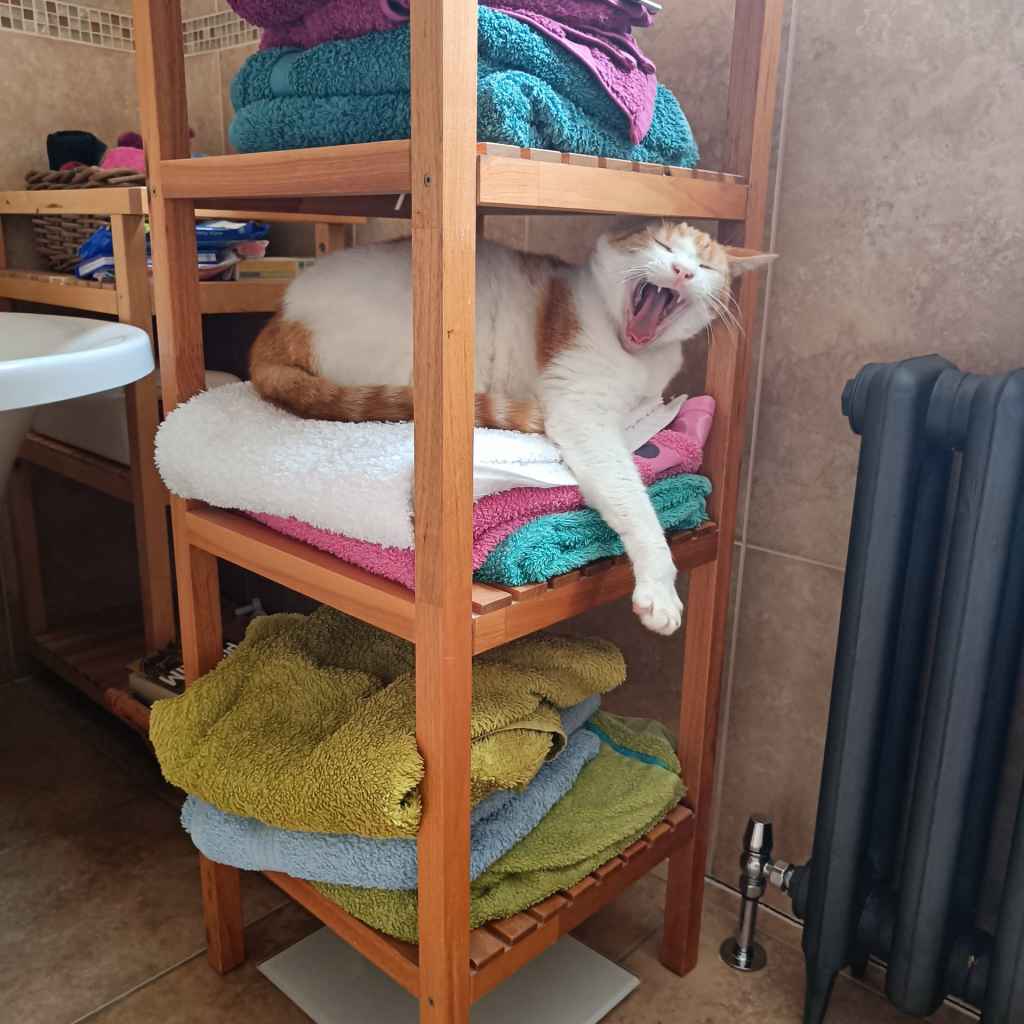 Ginger and white cat sitting on a person's lap outdoors