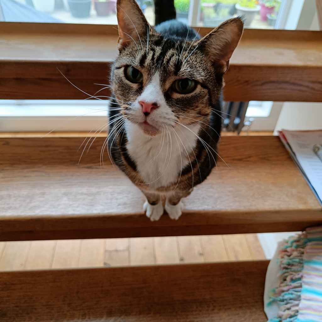 Tabby and white cat sitting on wooden bench looking up at camera