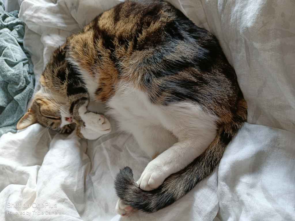 Tabby and white cat curled up asleep on white bedding